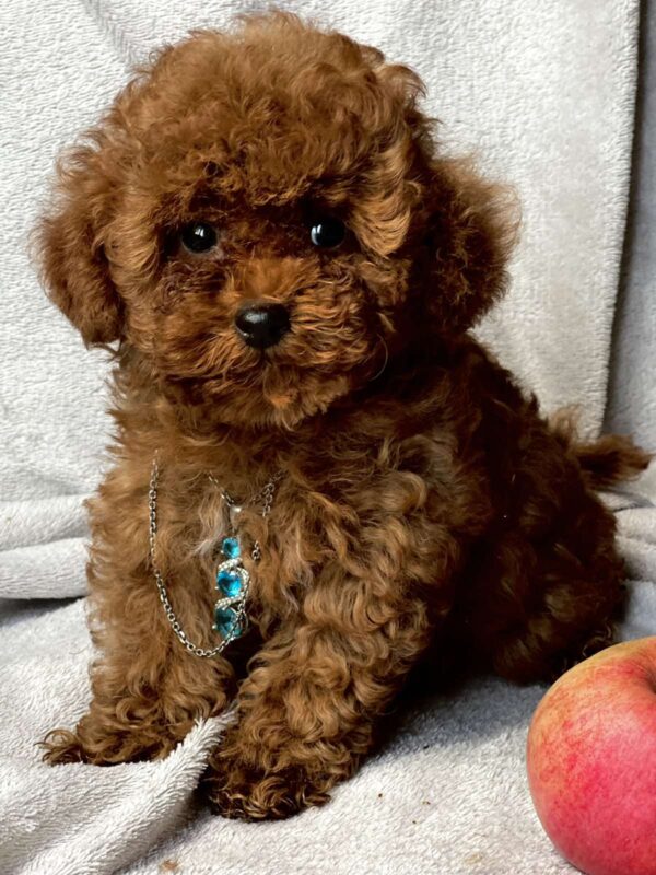 Аfina Toy Poodle Аfina Toy Poodle