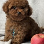 Аfina-female-toy-poodle-puppy-for-sale-1 (2)