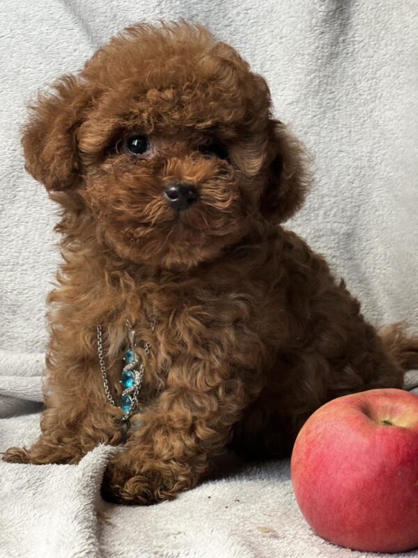 Аfina Toy Poodle Аfina Toy Poodle