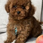 Аfina-female-toy-poodle-puppy-for-sale-1 (3)