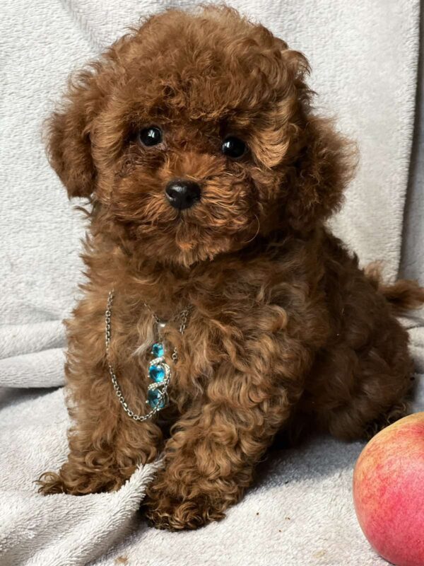 Аfina Toy Poodle Аfina Toy Poodle
