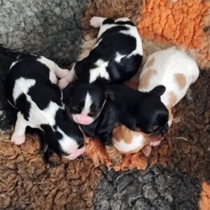 New litter Cavalier King Charles Spaniel New litter Cavalier King Charles Spaniel