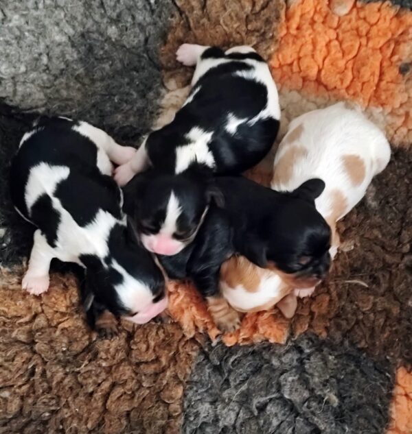 New litter Cavalier King Charles Spaniel New litter Cavalier King Charles Spaniel