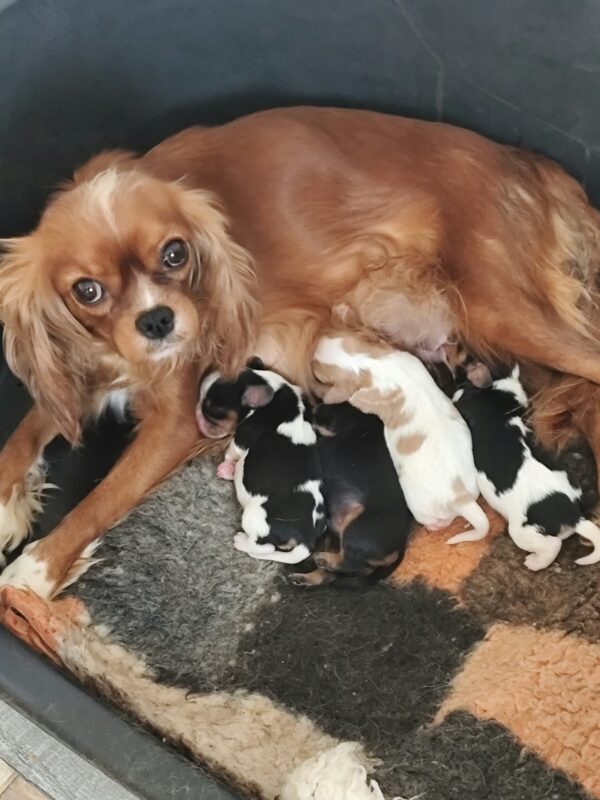 New litter Cavalier King Charles Spaniel New litter Cavalier King Charles Spaniel