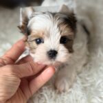 Amelie-female-Biewer-Yorkshire-Terrier-puppy-for-sale- (1)