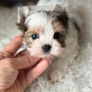 Amelie Biewer Yorkshire Terrier Amelie Biewer Yorkshire Terrier