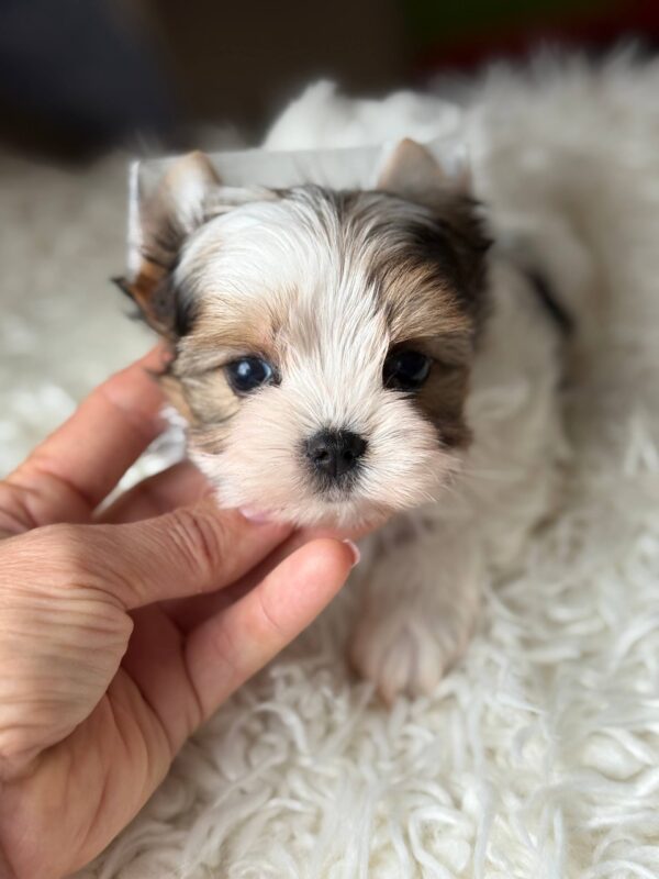 Amelie Biewer Yorkshire Terrier Amelie Biewer Yorkshire Terrier