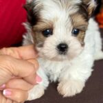Amelie-female-Biewer-Yorkshire-Terrier-puppy-for-sale- (2)