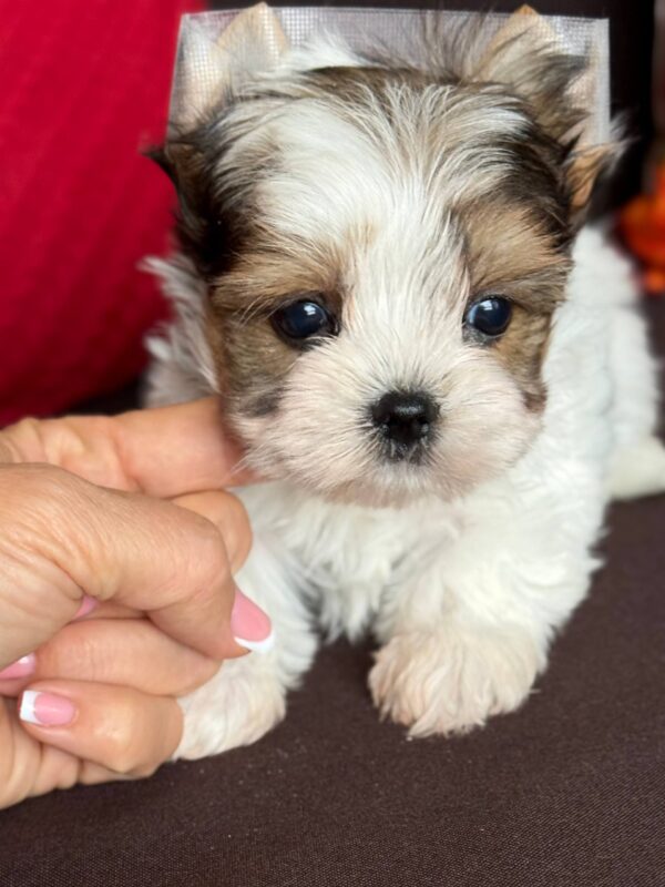Amelie Biewer Yorkshire Terrier Amelie Biewer Yorkshire Terrier