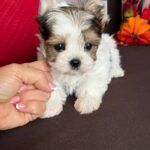 Amelie-female-Biewer-Yorkshire-Terrier-puppy-for-sale- (3)