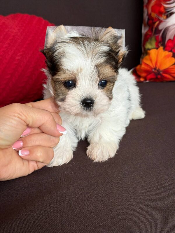 Amelie Biewer Yorkshire Terrier Amelie Biewer Yorkshire Terrier