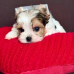 Amelie-female-Biewer-Yorkshire-Terrier-puppy-for-sale- (4)