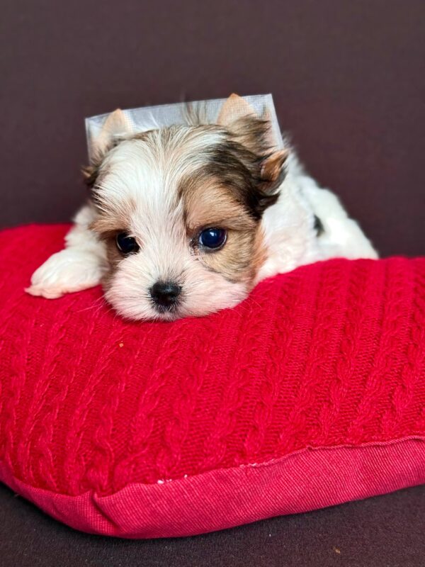 Amelie Biewer Yorkshire Terrier Amelie Biewer Yorkshire Terrier