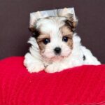 Amelie-female-Biewer-Yorkshire-Terrier-puppy-for-sale- (5)
