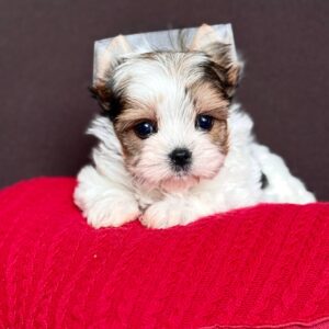 Amelie Biewer Yorkshire Terrier Amelie Biewer Yorkshire Terrier