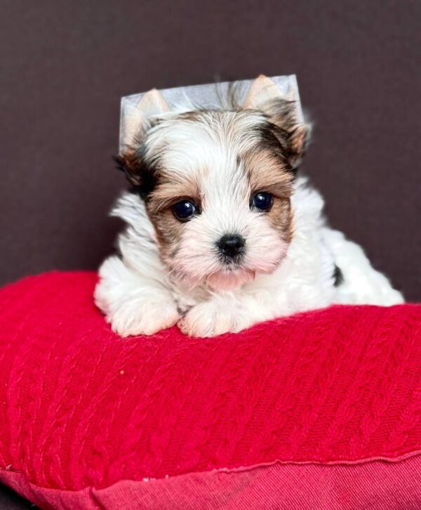 Amelie Biewer Yorkshire Terrier Amelie Biewer Yorkshire Terrier