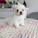 Apollo-male-Biewer-puppy-for-sale- (1)