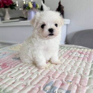 Apollo Maltese Apollo Maltese
