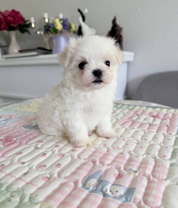 Apollo Maltese Apollo Maltese