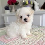Apollo-male-Biewer-puppy-for-sale- (2)