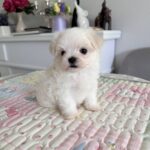 Apollo-male-Biewer-puppy-for-sale- (3)