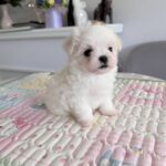 Apollo-male-Biewer-puppy-for-sale- (4)