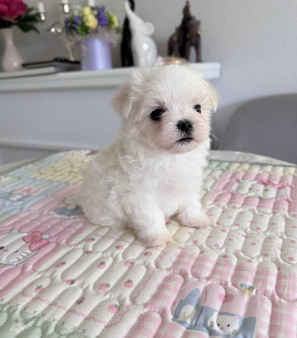 Apollo Maltese Apollo Maltese