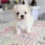 Apollo-male-Biewer-puppy-for-sale- (5)