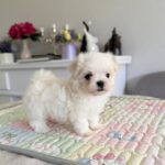 Apollo-male-Biewer-puppy-for-sale- (6)