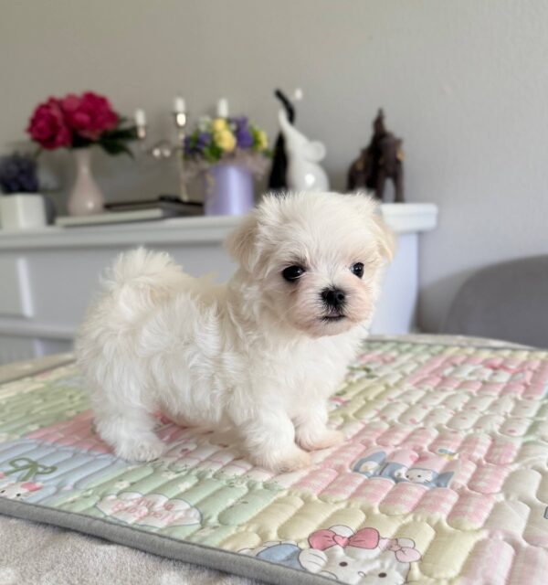 Apollo Maltese Apollo Maltese