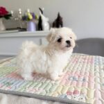 Apollo-male-Biewer-puppy-for-sale- (7)