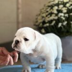 Aramis-male-English-bulldog-puppy-for-sale-1 (1)