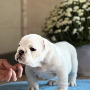 Aramis English Bulldog Aramis English Bulldog