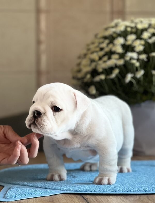 Aramis English Bulldog Aramis English Bulldog