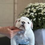 Aramis-male-English-bulldog-puppy-for-sale-1 (2)