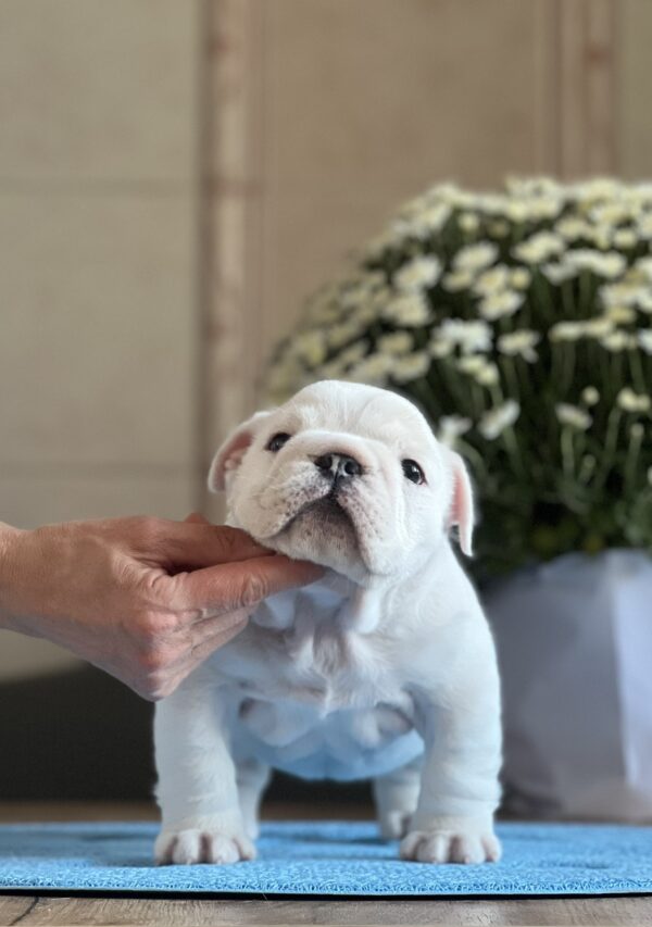 Aramis English Bulldog Aramis English Bulldog
