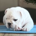 Aramis-male-English-bulldog-puppy-for-sale-1 (3)