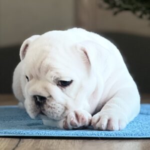 Aramis English Bulldog Aramis English Bulldog