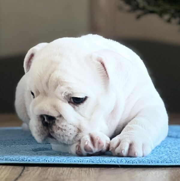 Aramis English Bulldog Aramis English Bulldog