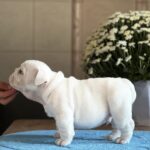 Aramis-male-English-bulldog-puppy-for-sale-1 (4)