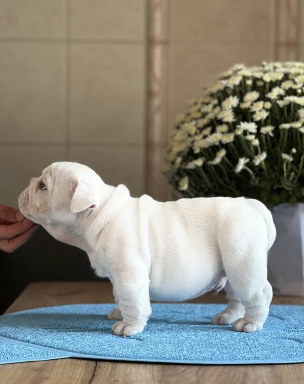 Aramis English Bulldog Aramis English Bulldog