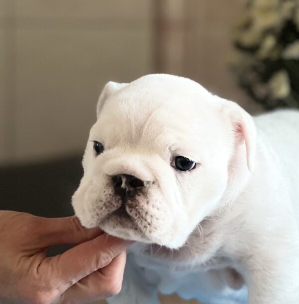 Aramis English Bulldog Aramis English Bulldog
