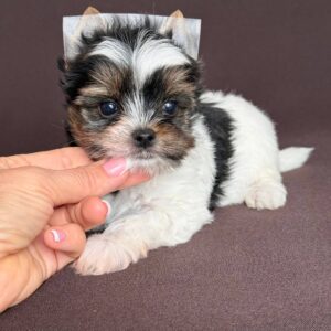 Aristocrat Biewer Yorkshire Terrier Aristocrat Biewer Yorkshire Terrier
