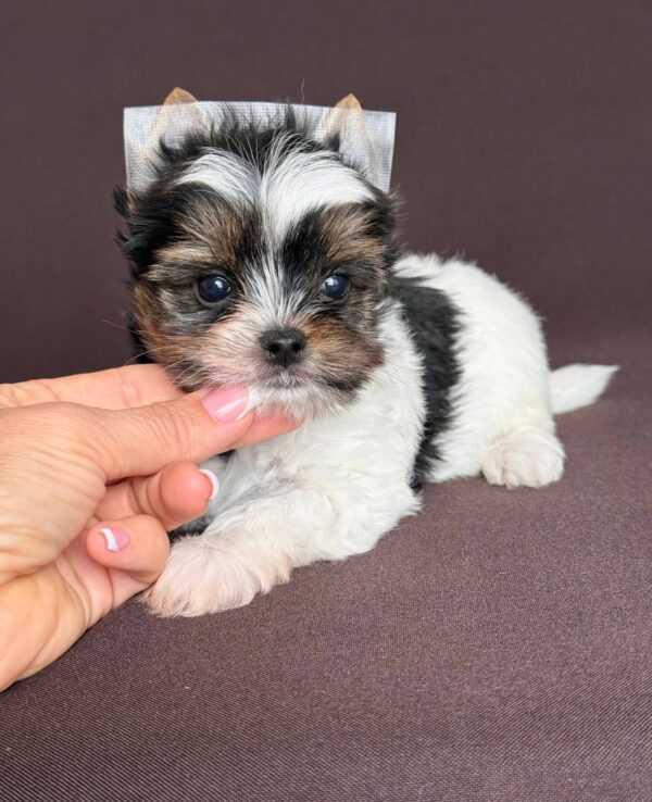 Aristocrat Biewer Yorkshire Terrier Aristocrat Biewer Yorkshire Terrier