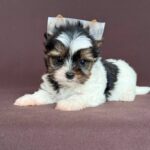 Aristocrat-male-Biewer-Yorkshire-Terrier-puppy-for-sale- (2)