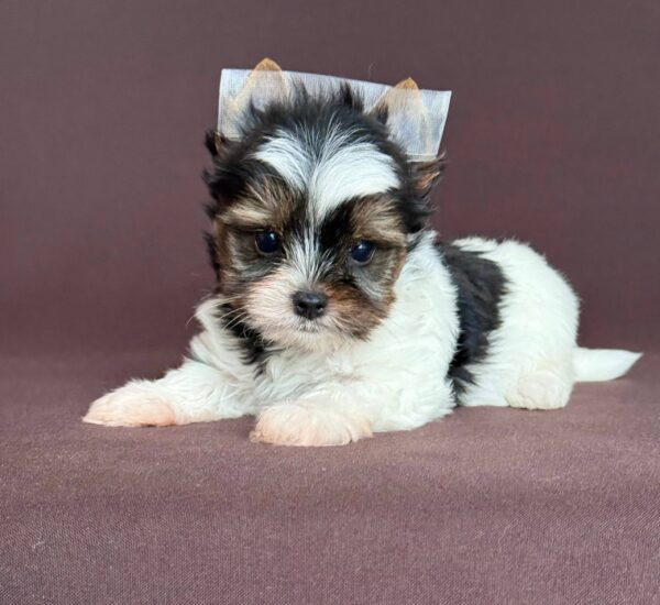 Aristocrat Biewer Yorkshire Terrier Aristocrat Biewer Yorkshire Terrier