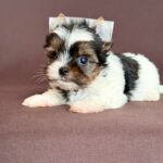 Aristocrat-male-Biewer-Yorkshire-Terrier-puppy-for-sale- (3)