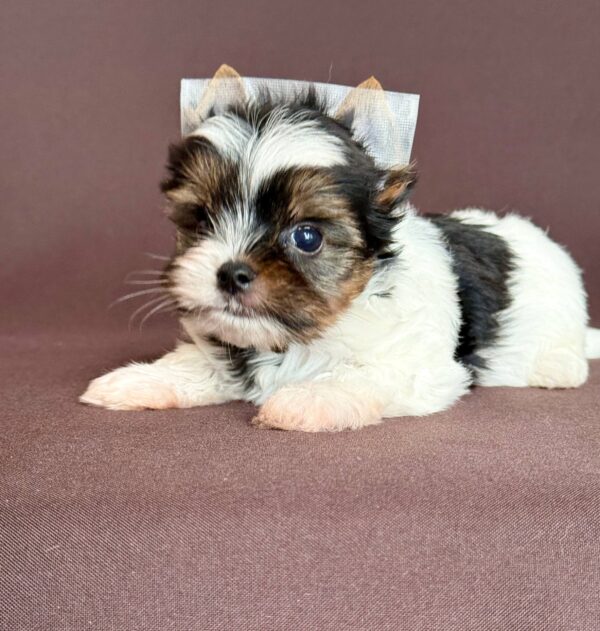 Aristocrat Biewer Yorkshire Terrier Aristocrat Biewer Yorkshire Terrier
