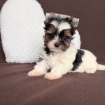 Aristocrat-male-Biewer-Yorkshire-Terrier-puppy-for-sale- (4)