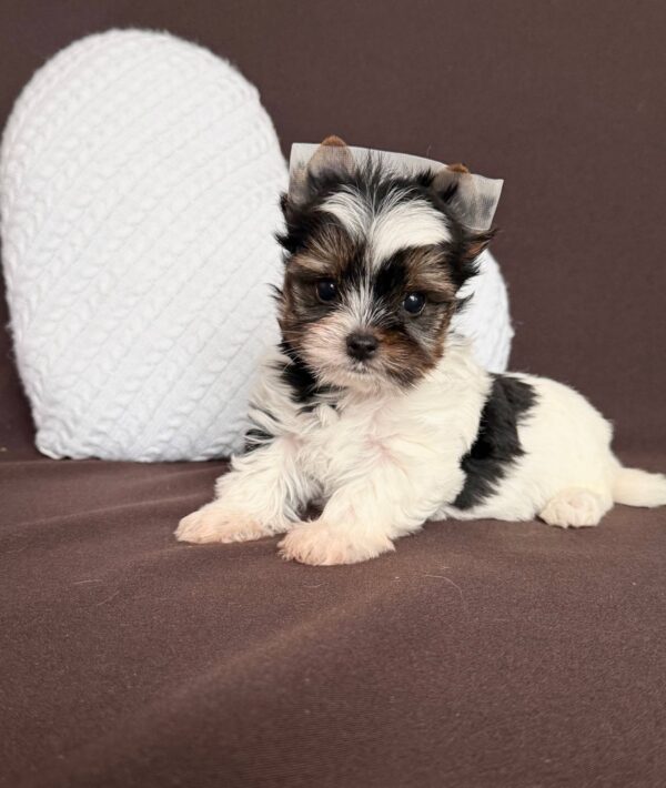 Aristocrat Biewer Yorkshire Terrier Aristocrat Biewer Yorkshire Terrier
